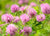 “Indigenous Herbal Remedies for Womb Wellness & Feminine Balance